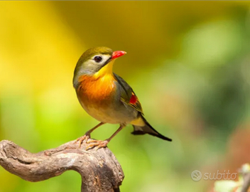 Usignolo del giappone