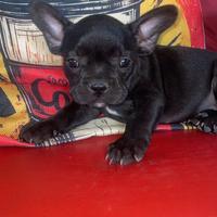 Bulldog francese