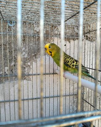 Pappagallo Cocorito