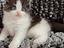 Immagine 4