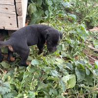 Cuccioli di dobermann non originali