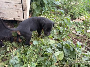 Cuccioli di dobermann