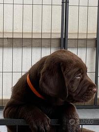Cuccioli Labrador Chocolate con pedigree