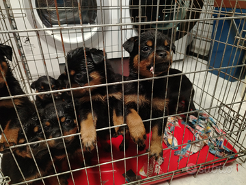 Cuccioli Rottweiler con pedigree