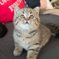 Gattini Scottish straight