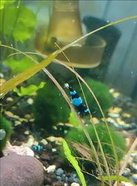 Caridine blue Shadow panda