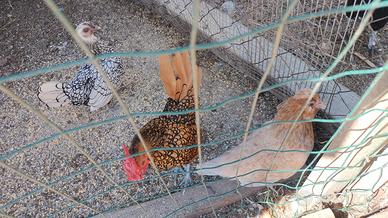 Galline