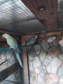 Parrocchetti dal collare