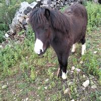 Pony