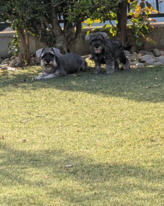 Jaqueline schnauzer nano