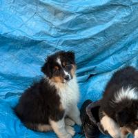 Cucciolo MASCHIO di Australian Shepherd