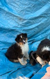 Cucciolo MASCHIO di Australian Shepherd