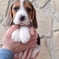 Ultimi maschio e femmina di Beagle Elisabeth