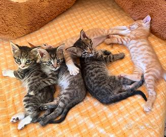 5 gattini maschi meticci a Villa Pozzolo