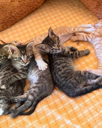 5 gattini maschi meticci a Villa Pozzolo