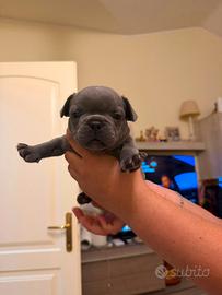 Bulldog francese esotic blu