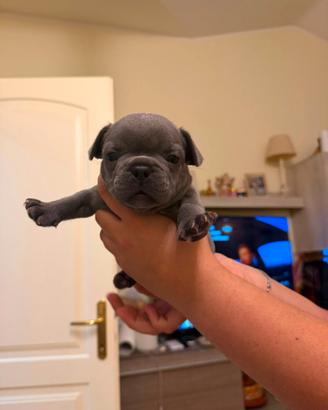 Bulldog francese esotic blu