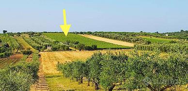 Crispiano tendone montepulciano