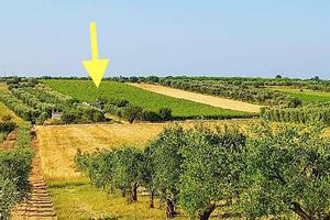 Crispiano tendone montepulciano