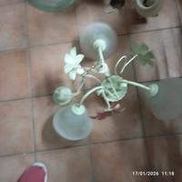 lampagari per la casa