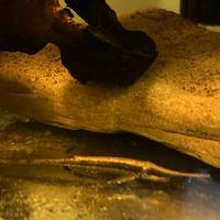 Pesci tropicali Farlowella Acus