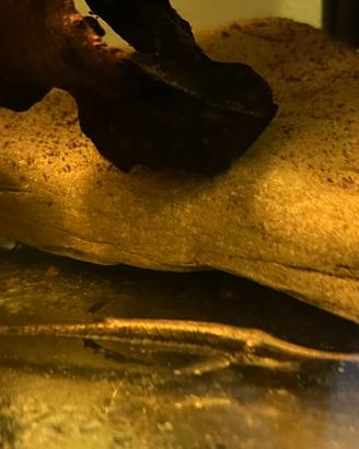 Pesci tropicali Farlowella Acus