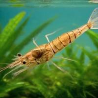 Caridina Nativa Palaemonetes ORANGE