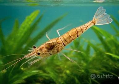 Caridina Nativa Palaemonetes ORANGE