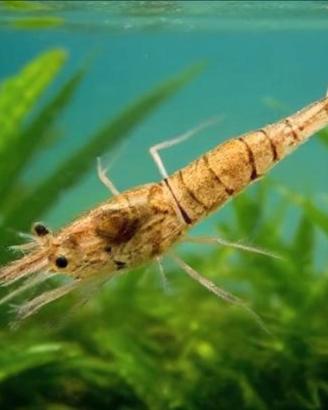 Caridina Nativa Palaemonetes ORANGE