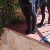 Gatti in affido