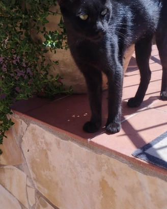 Gatti in affido