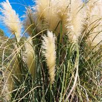 Piume Pampas