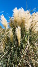 Piume Pampas