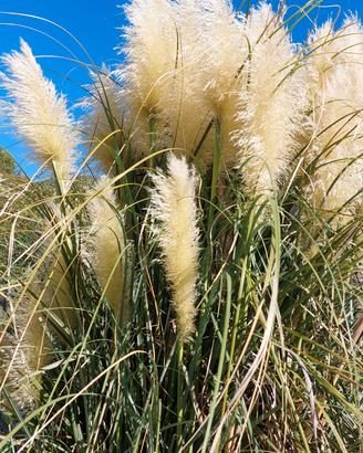 Piume Pampas