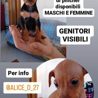 Cuccioli di pincher Toy