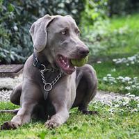 Weimaraner