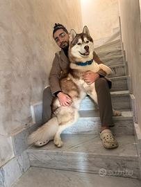 Sky: siberian Husky maschio pronto per monta