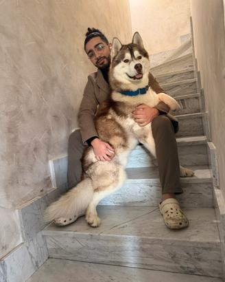 Sky: siberian Husky maschio pronto per monta