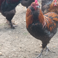 Coppia Araucana