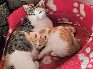 Gattini belli e bravi