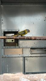 Parrocchetto testa di prugna, F,