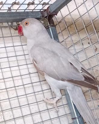 parrocchetti dal collare 