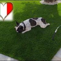 erba sintetica ideale per animali pelo 4.2 cm