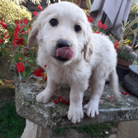 Cucciola di golden retriver