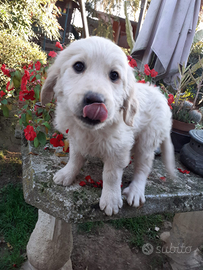 Cucciola di golden retriver