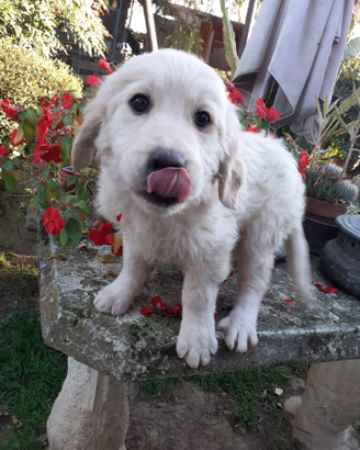 Cucciola di golden retriver