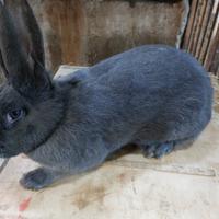 Coniglio papillon adulto