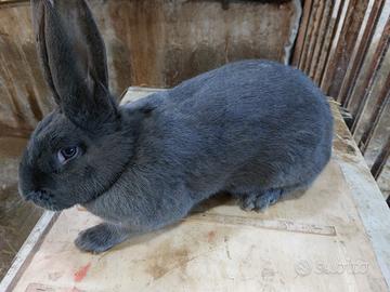 Coniglio papillon adulto