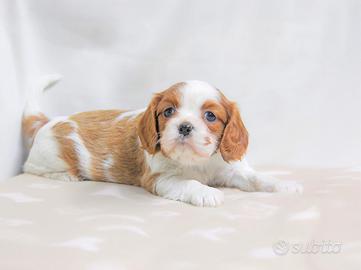 Cucciola di Cavalier King bianco e arancio