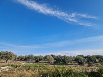 Terreno agricolo/uliveto/agrumeto